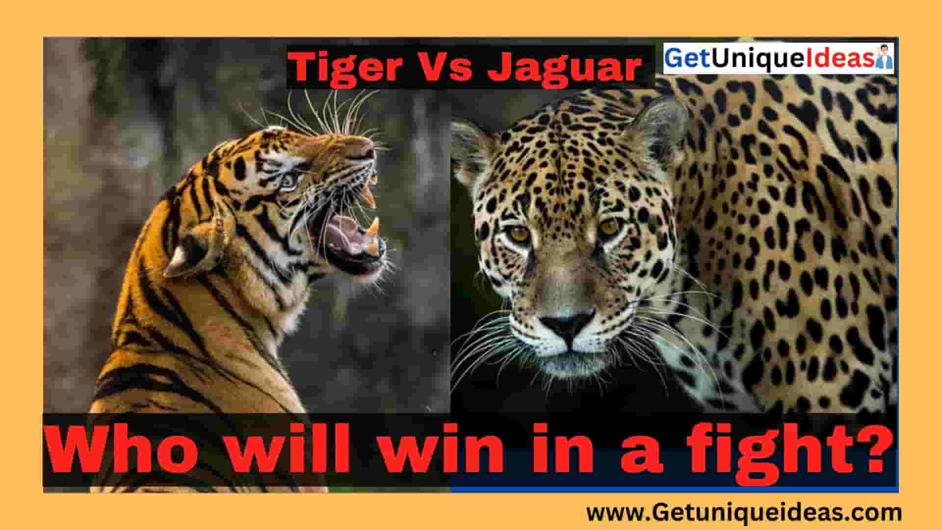 Tiger Vs. Jaguar: Who will win in a fight?