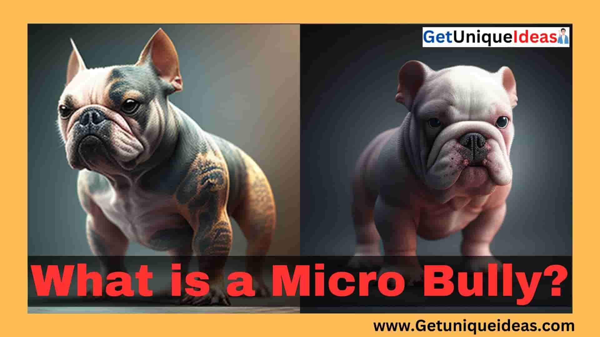 What is a Micro Bully?