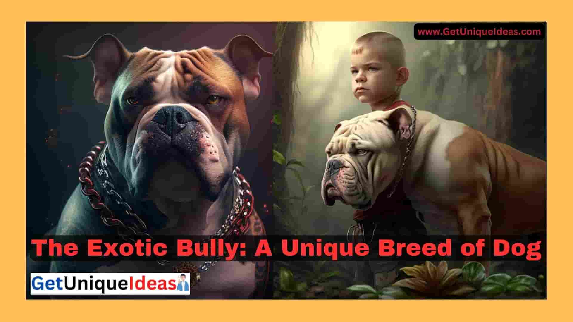 What is an Exotic Bully?