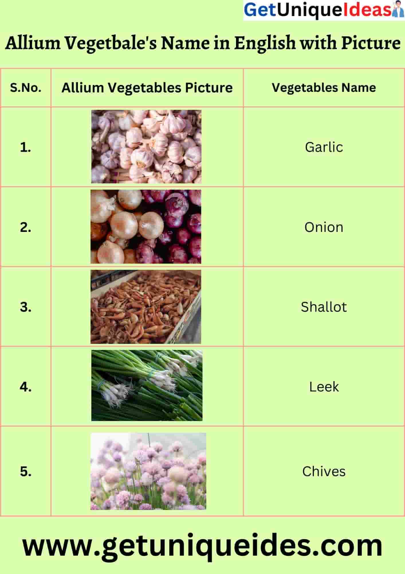 Allium Vegetable's Name in English with Picture