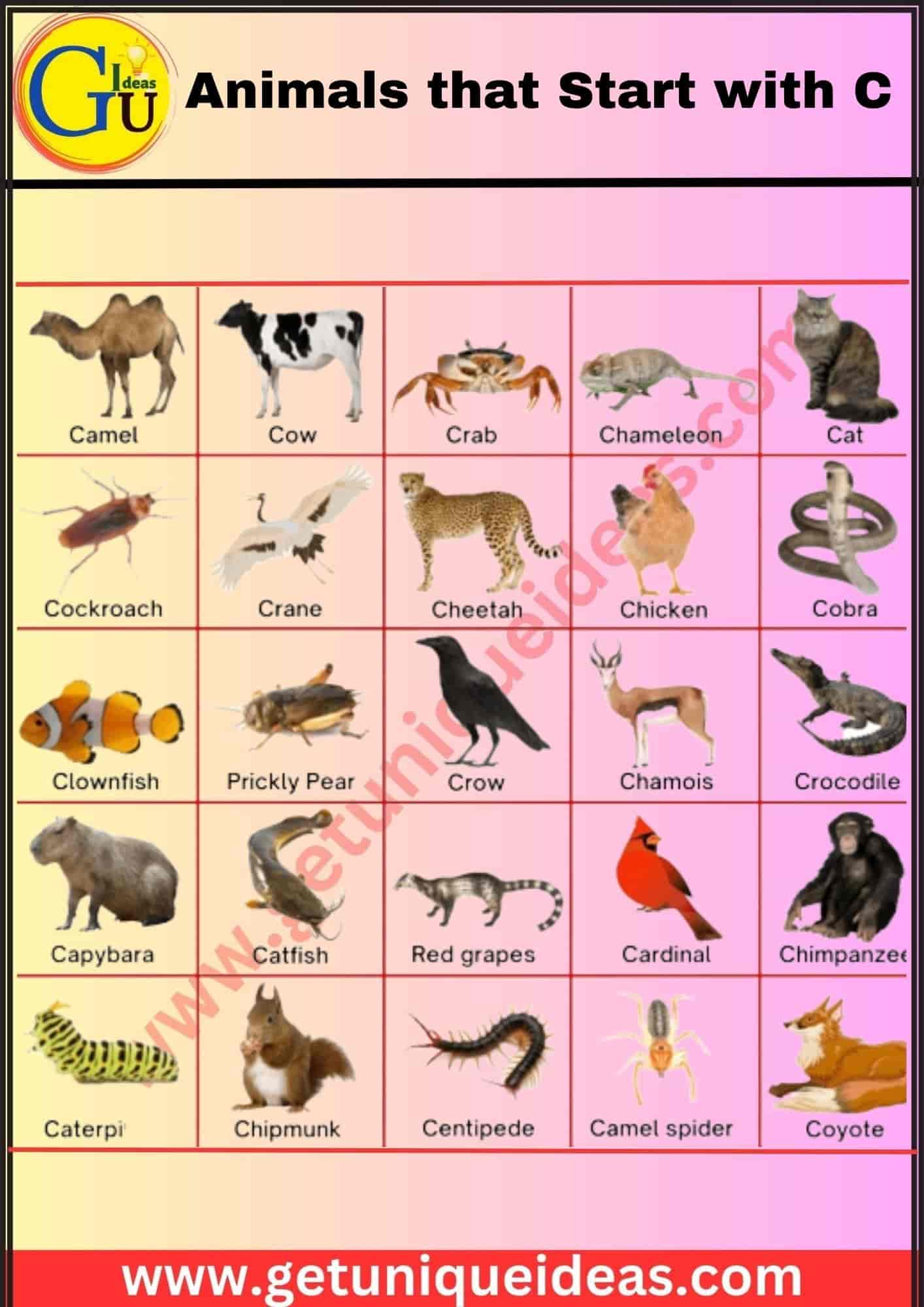 Animals that Start with C With Image