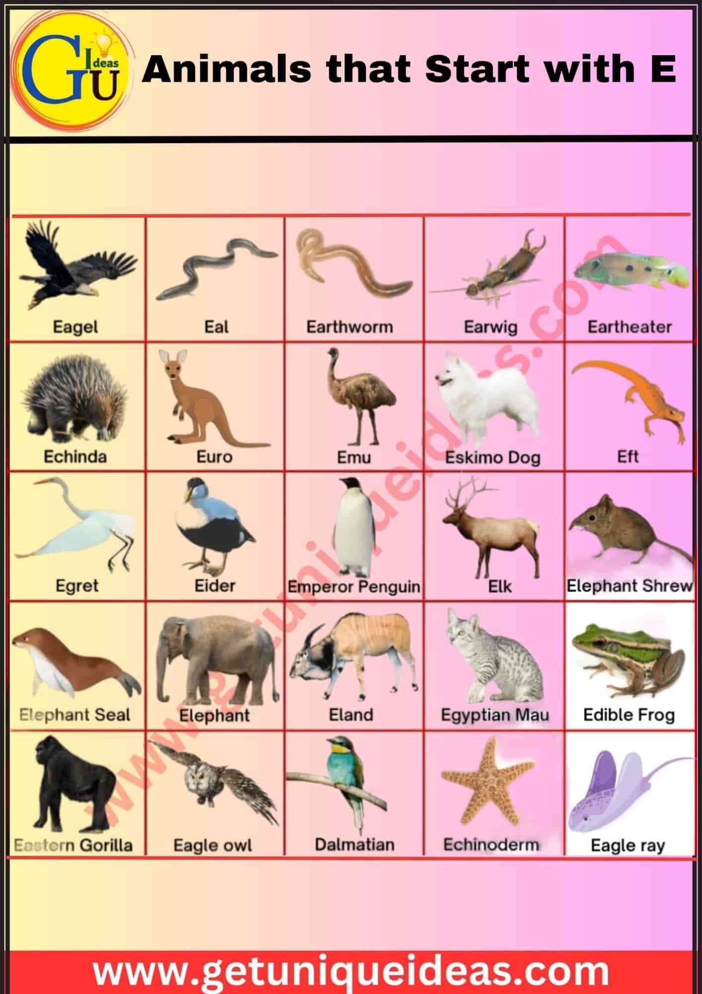 Animals that Start with E With Image