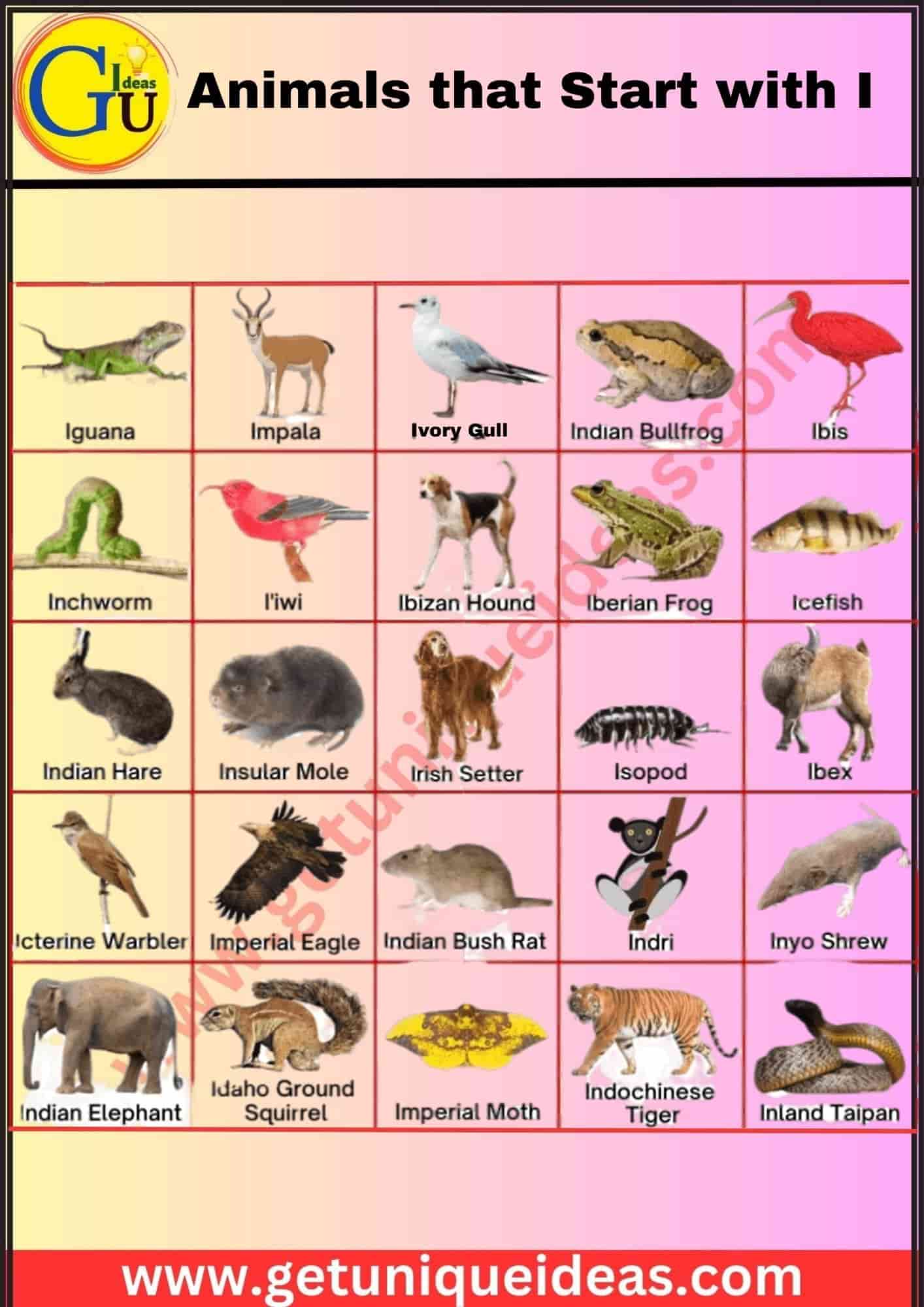 Animals that Start with I With Image