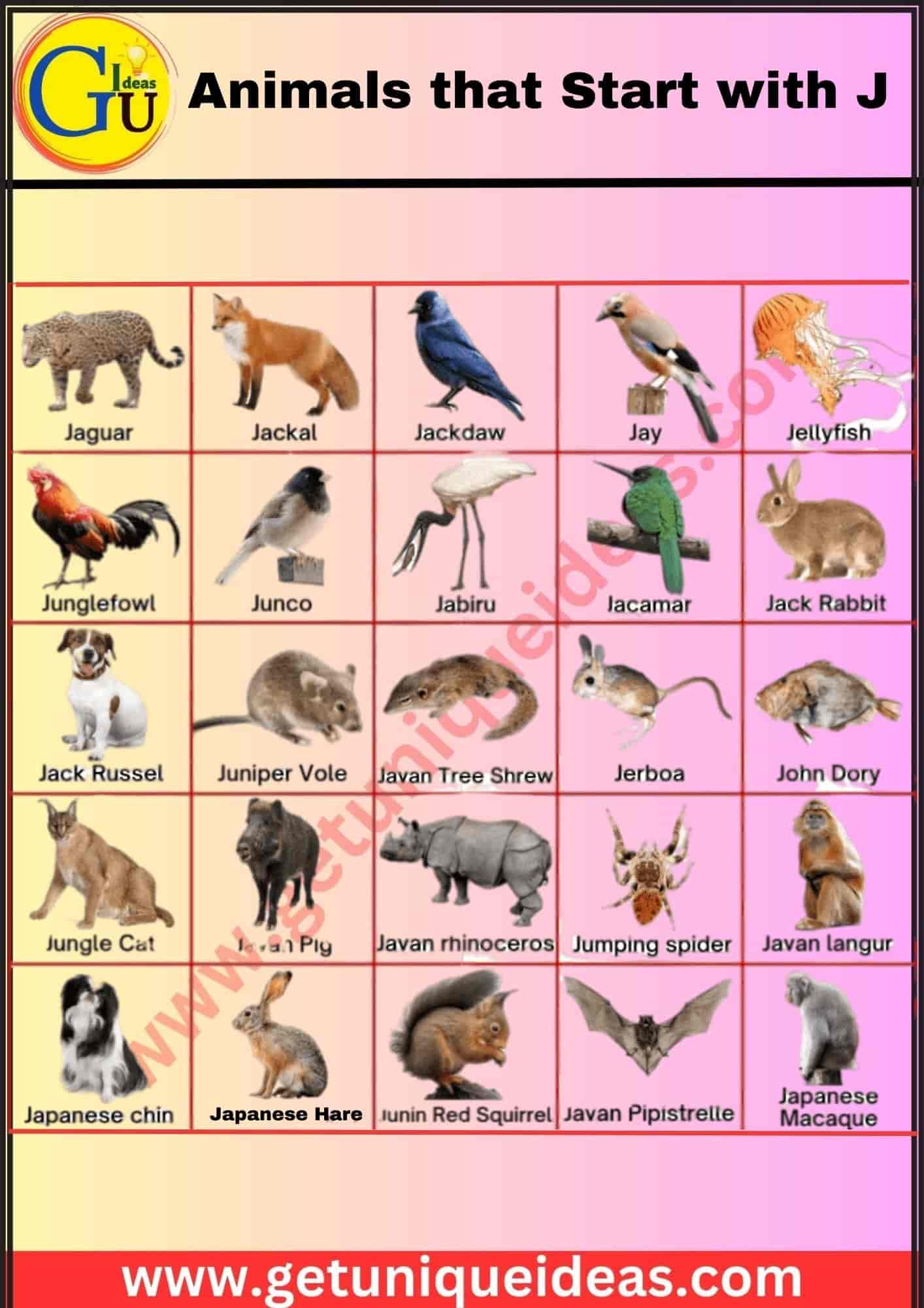 Animals that Start with J With Image