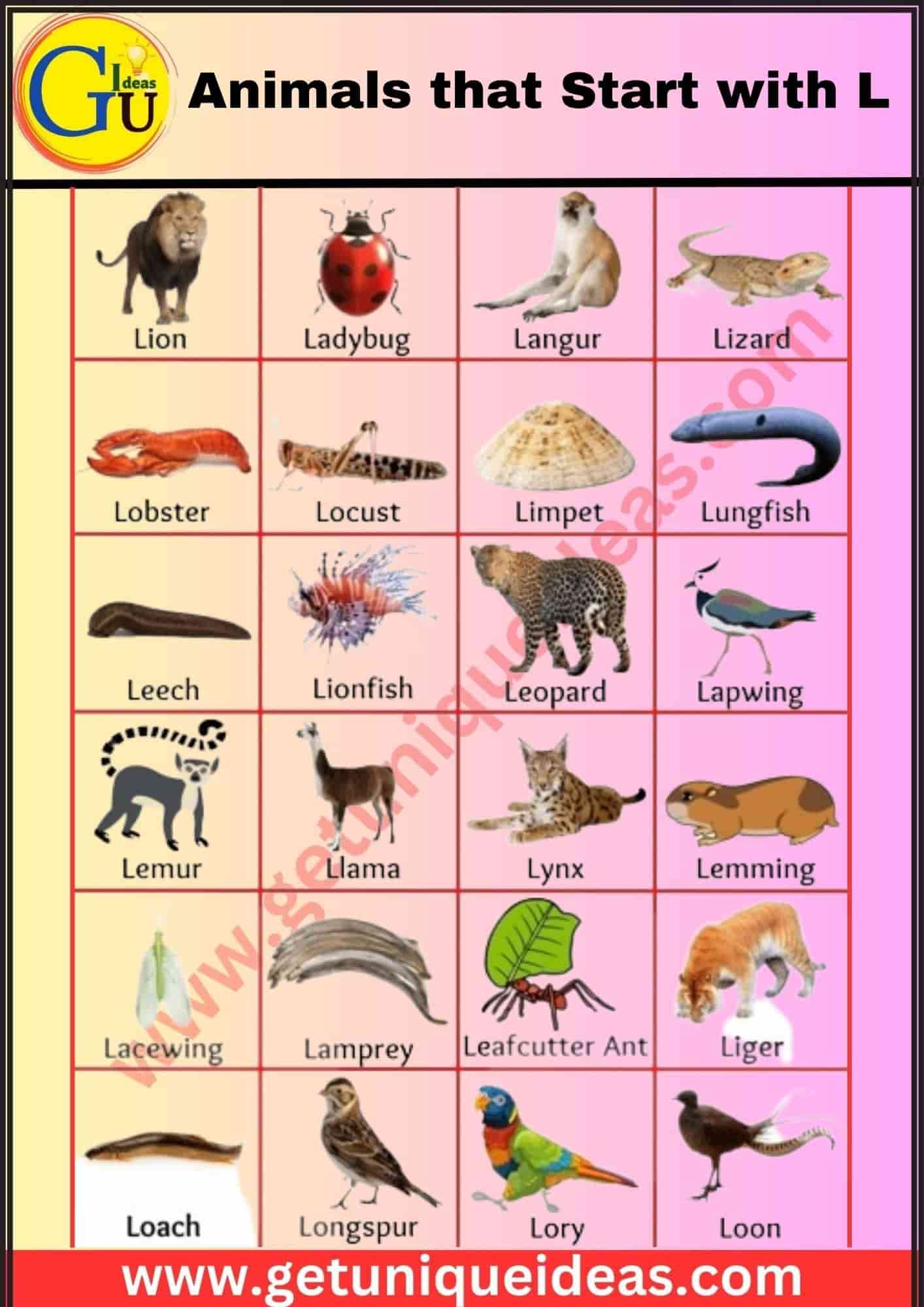 Animals that Start with L With Image