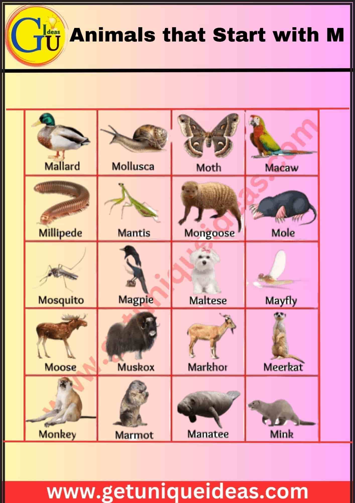 Animals that Start with M With Image