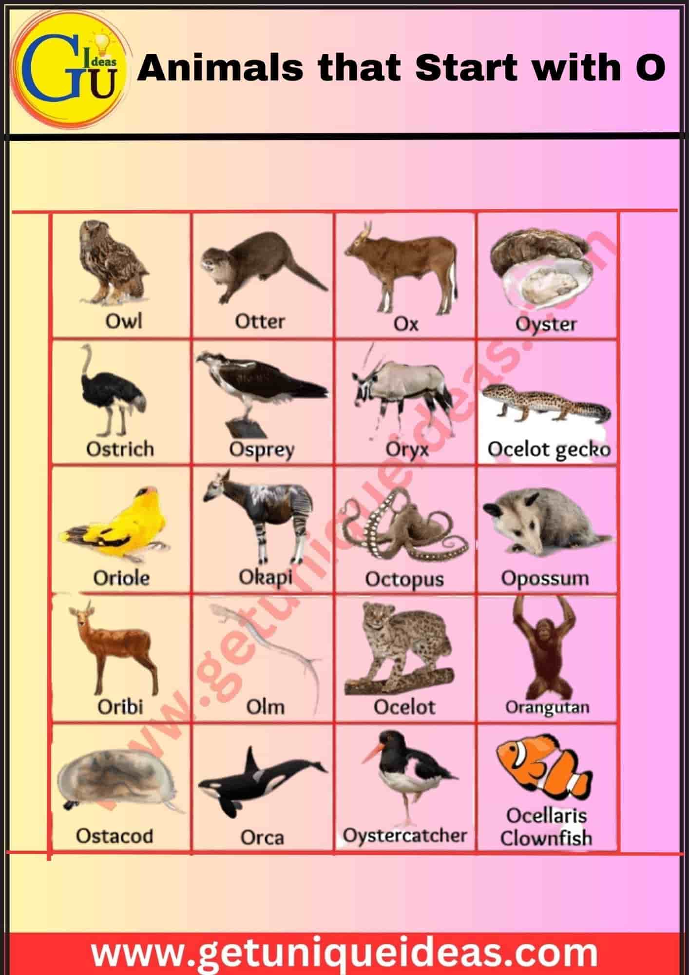 Animals that Start with O With Image