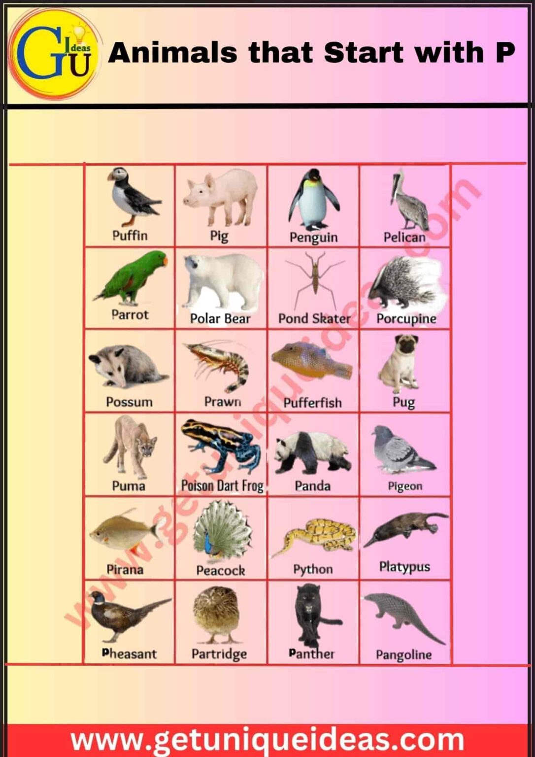 List of 100+ Animals that Start with P: With Images, Facts - GetUniqueIdeas