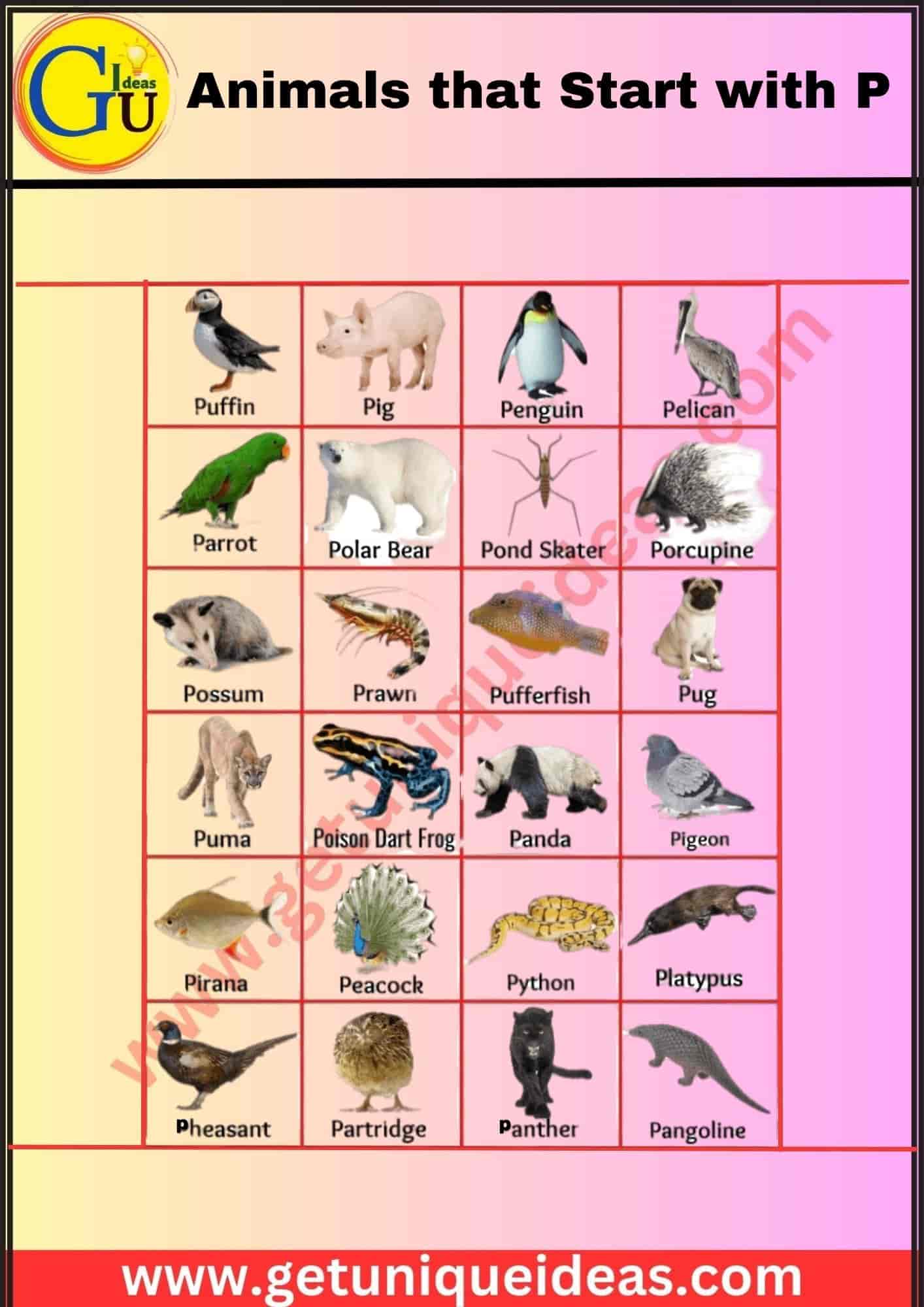Animals that Start with P With Image