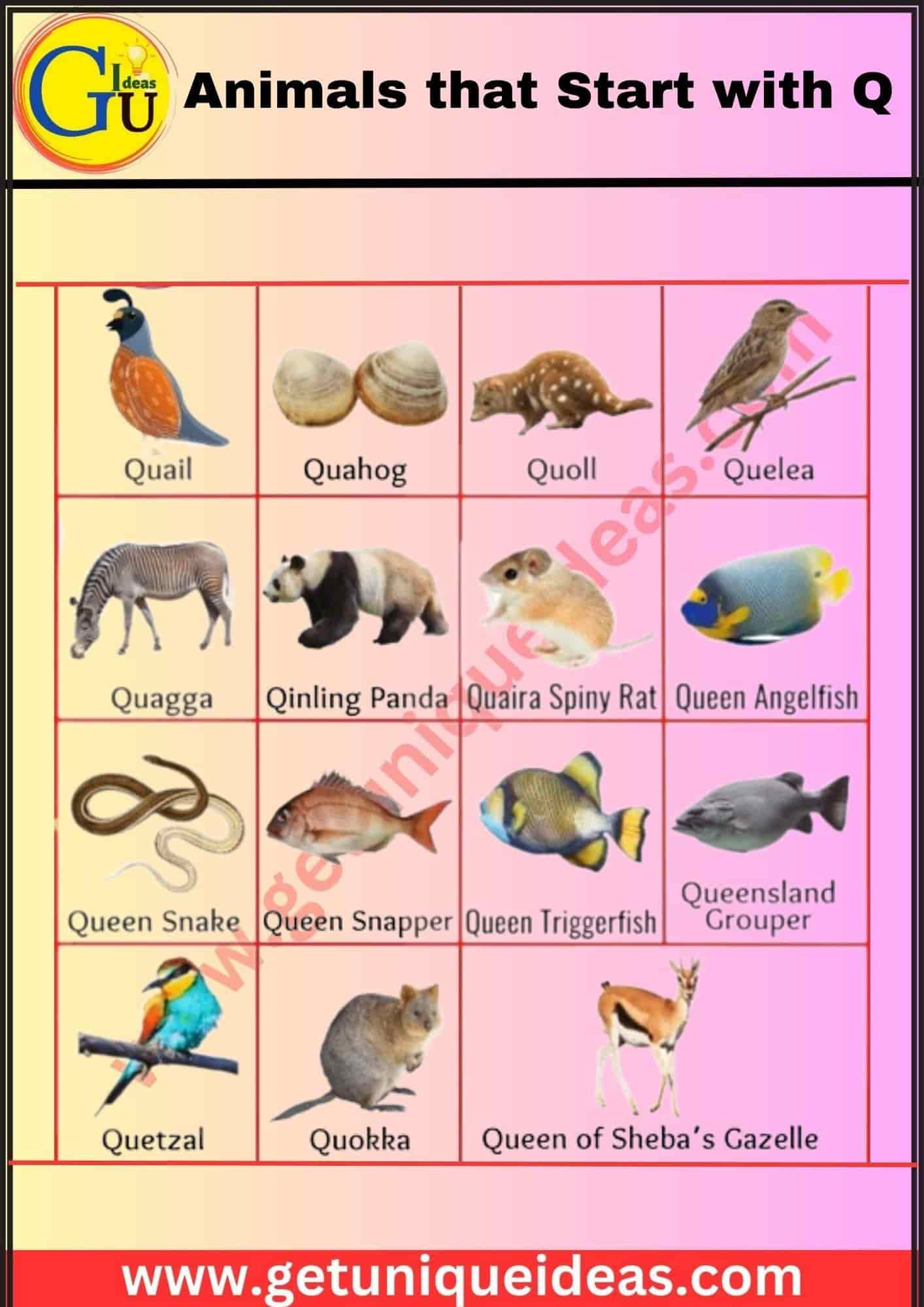 Animals that Start with Q With Image