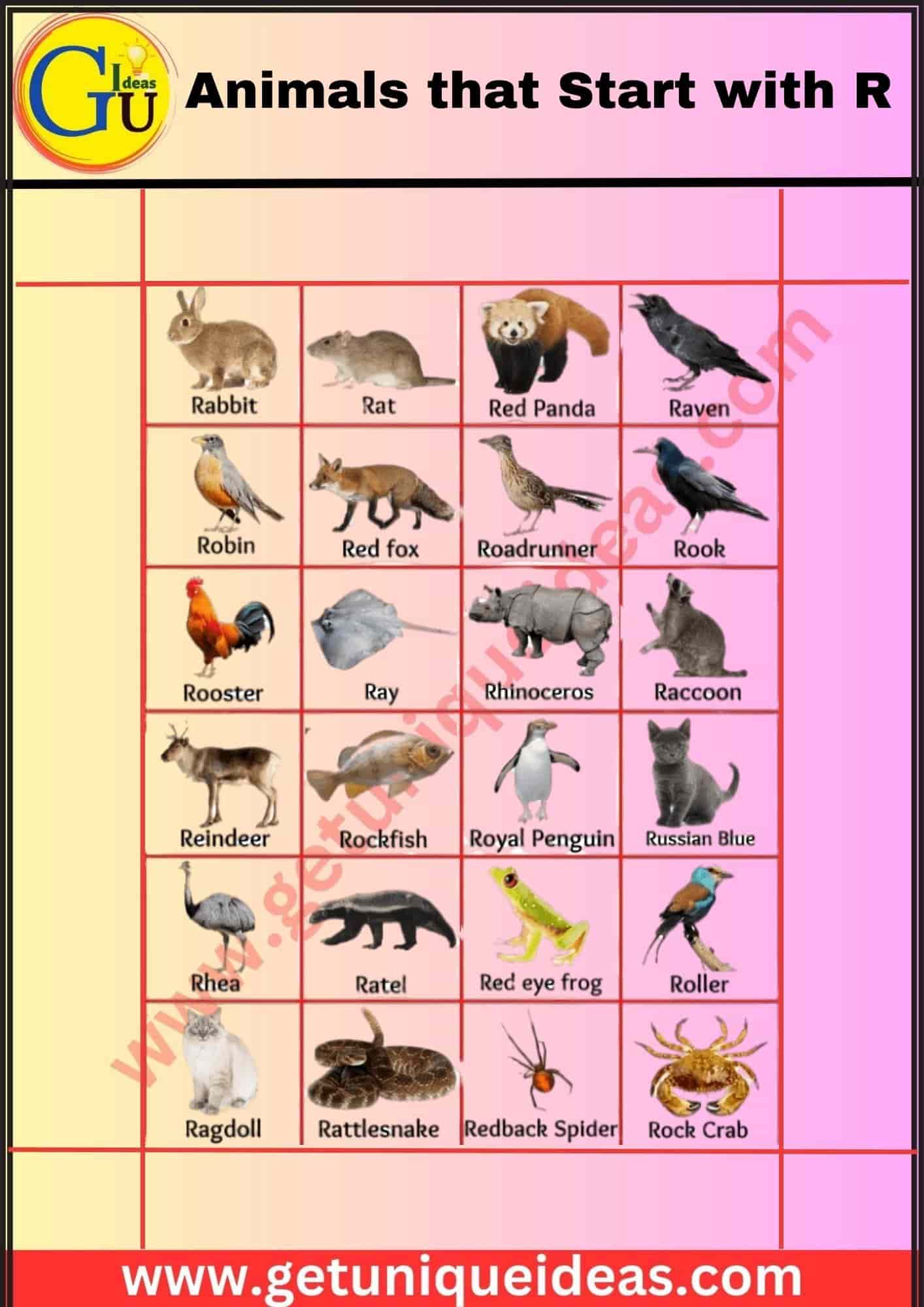 Animals that Start with R With Image