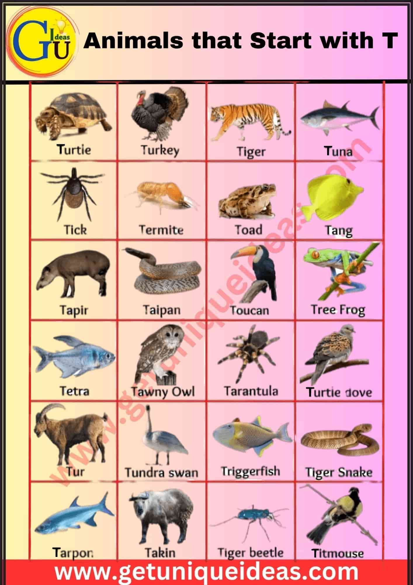Animals that Start with T With Image