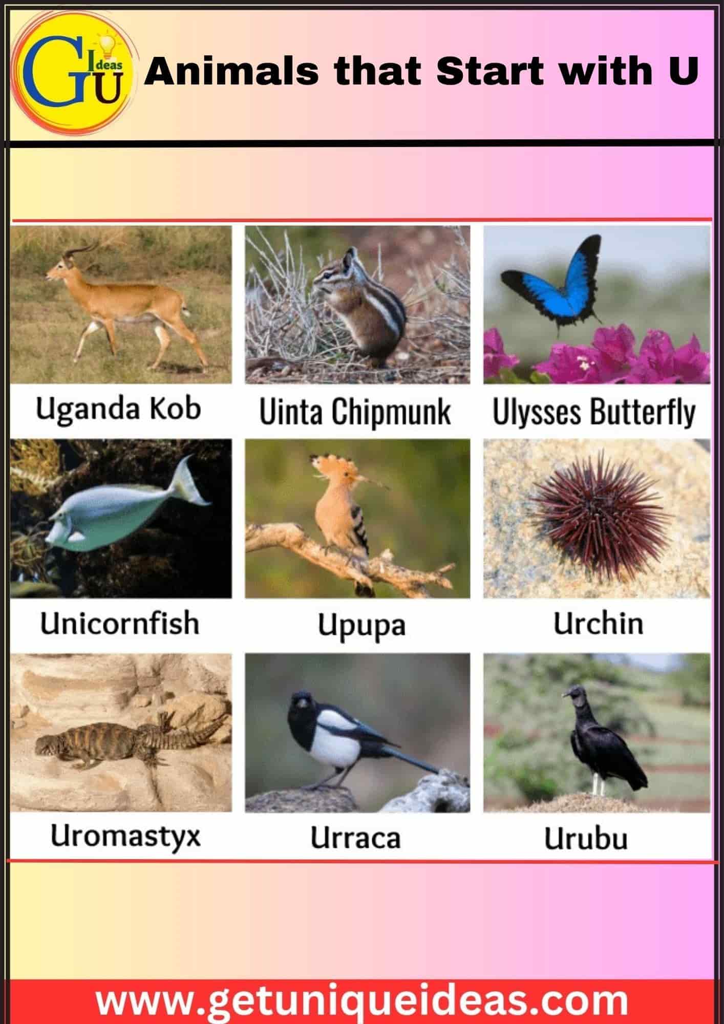 Animals that Start with U With Image