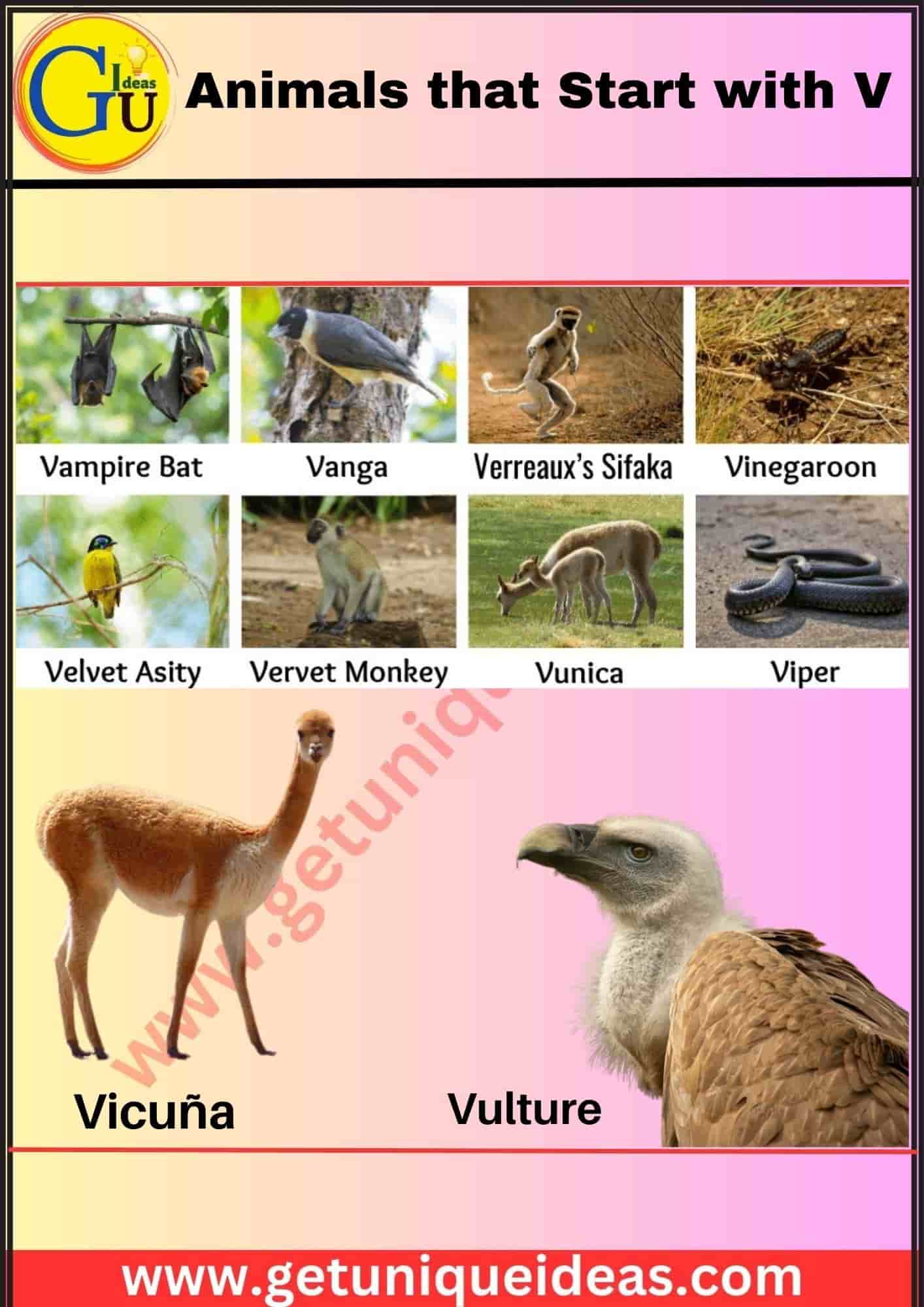 List of 100 Animals that Start with V: Pictures, Facts - GetUniqueIdeas