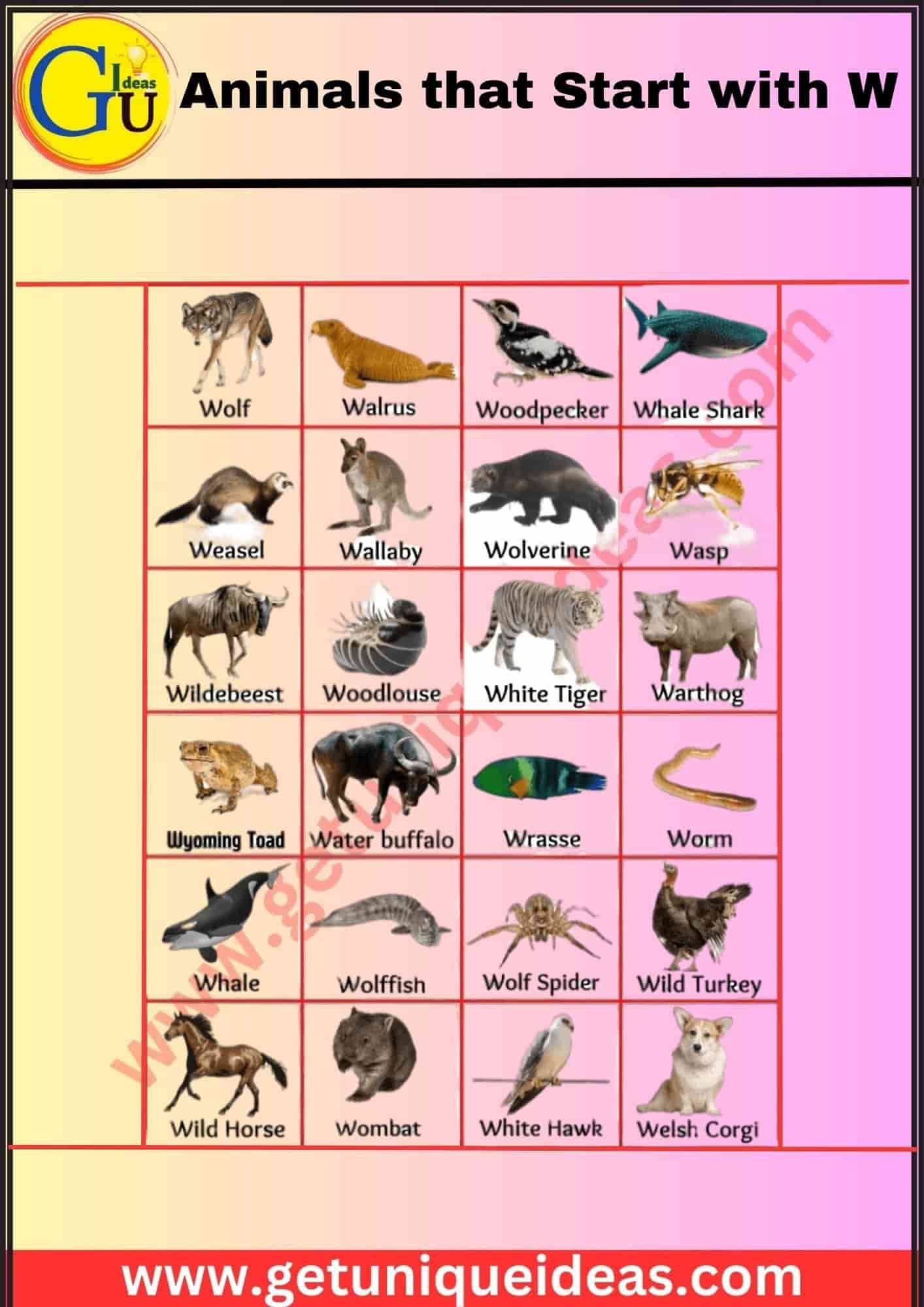Animals that Start with W With Image