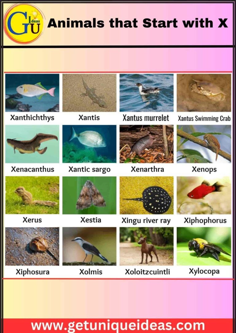 List of Animals That Start With X: Pictures, Facts - GetUniqueIdeas