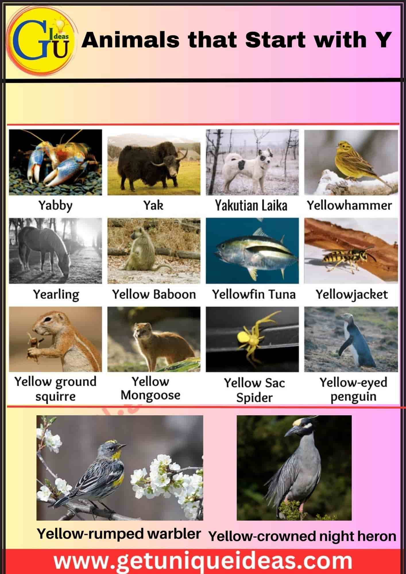 Animals that Start with Y With Image