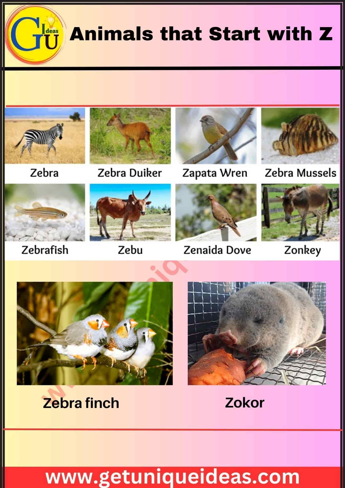Animals that Start with Z With Image