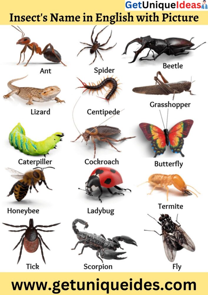 Insect's Name in English with Picture