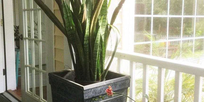 How To Take Proper Care of Snake Plants