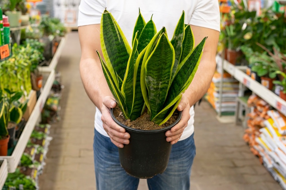 How To Take Proper Care of Snake Plants2